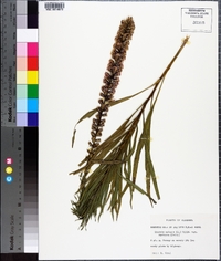 Liatris spicata image