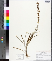 Liatris spicata image