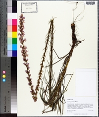 Liatris spicata image