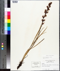 Liatris spicata image