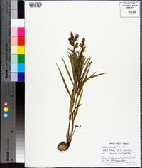 Liatris squarrosa image