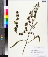 Liatris squarrosa image