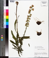 Liatris squarrosa image