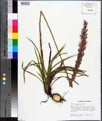 Liatris tenuifolia image