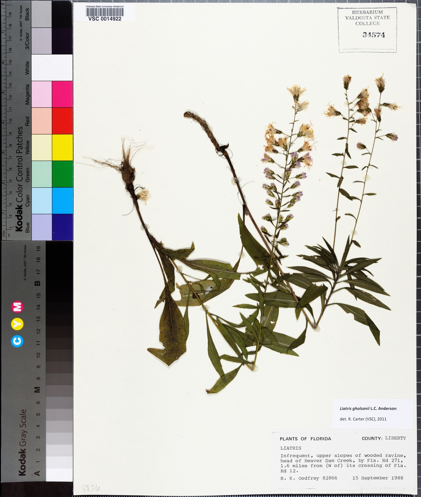 Liatris gholsonii image