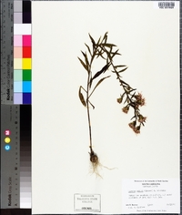 Liatris squarrulosa image