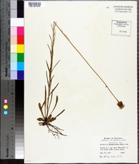 Marshallia graminifolia image