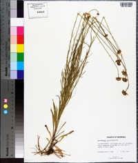 Marshallia graminifolia image