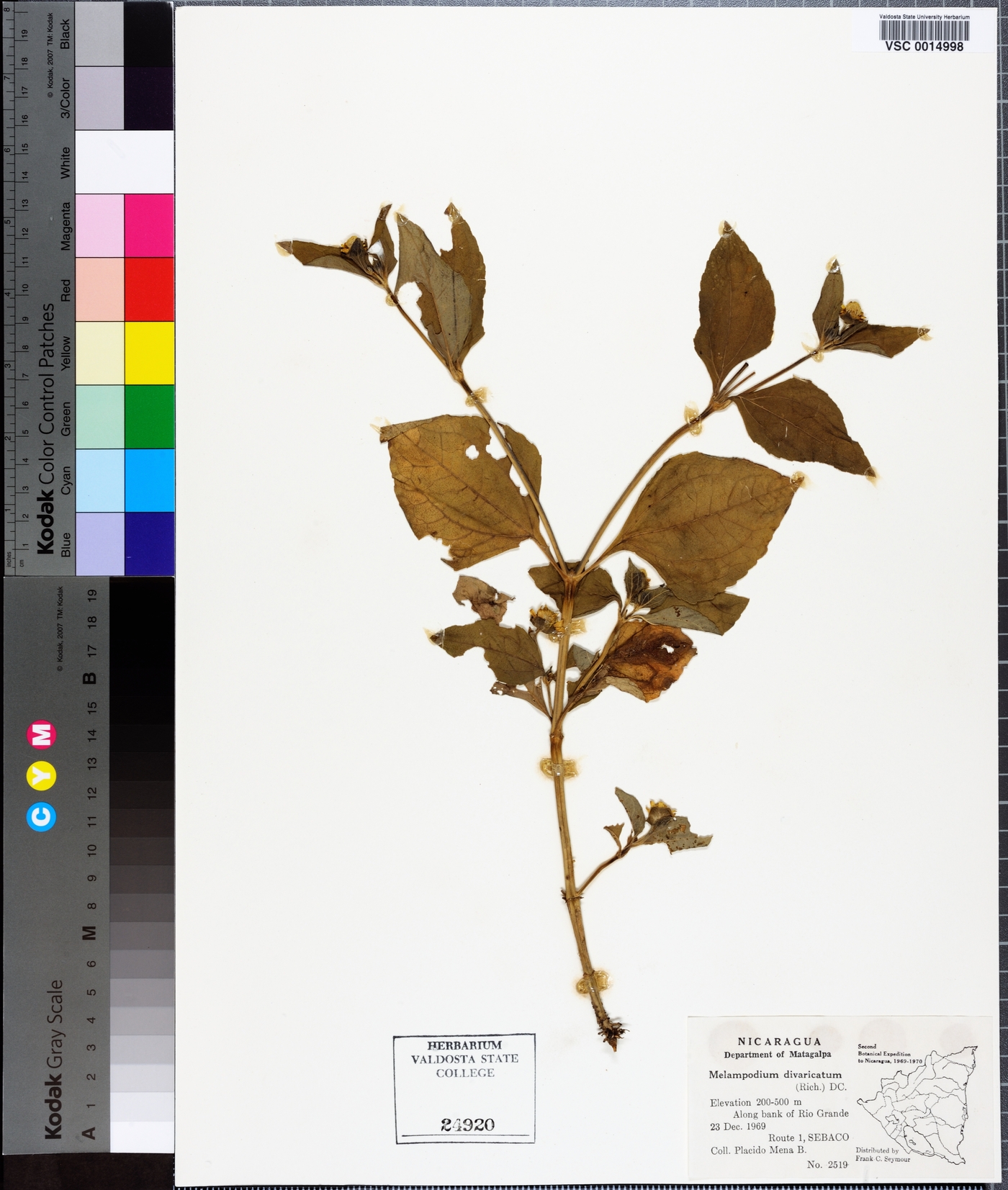 Melampodium paniculatum image