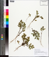 Parthenium hysterophorus image