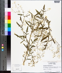 Parthenium hysterophorus image