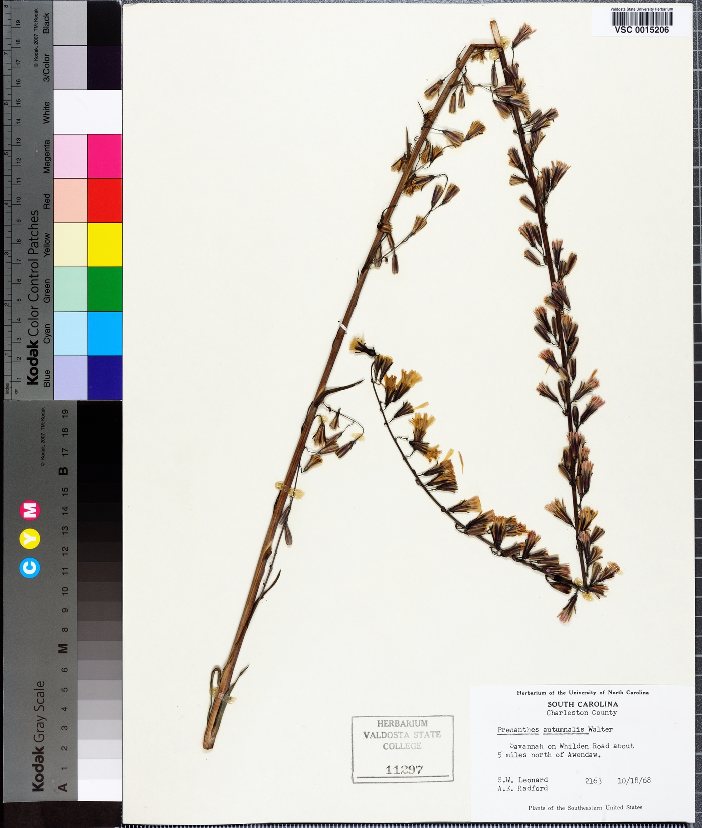 Nabalus autumnalis image