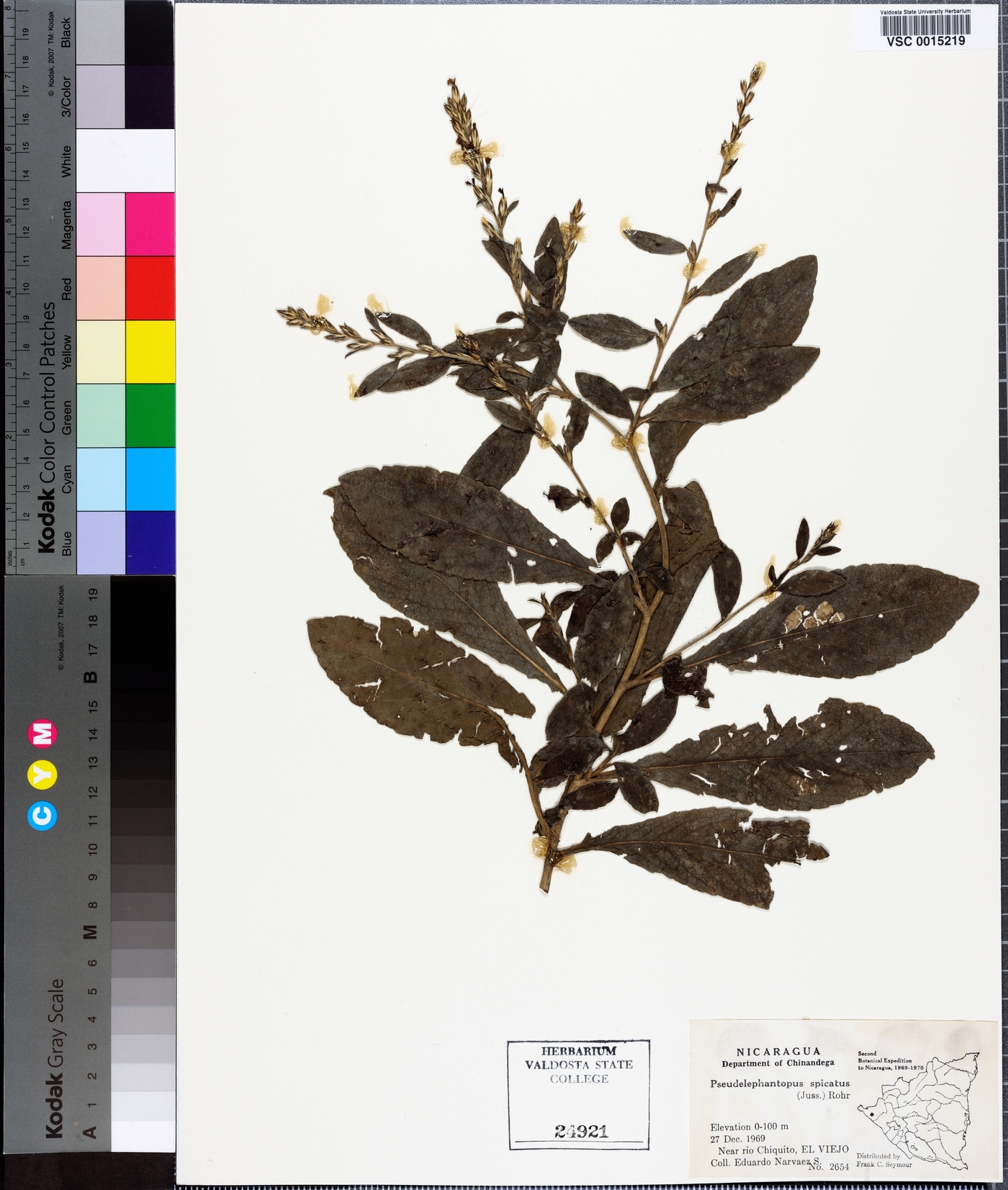 Pseudelephantopus spicatus image