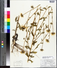 Rudbeckia mollis image