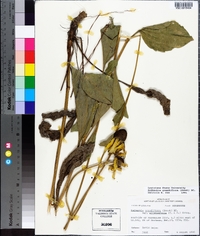 Rudbeckia grandiflora image