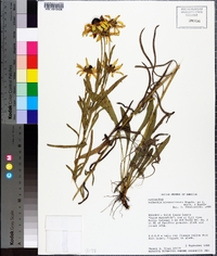 Rudbeckia missouriensis image