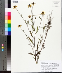 Rudbeckia triloba image