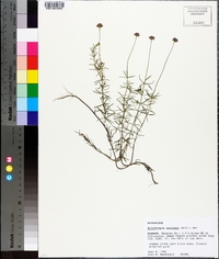 Sclerolepis uniflora image