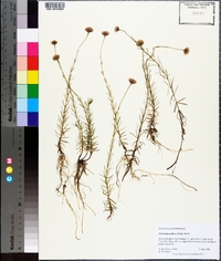 Sclerolepis uniflora image