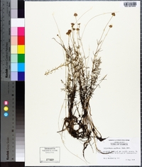 Sclerolepis uniflora image