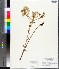 Sericocarpus tortifolius image