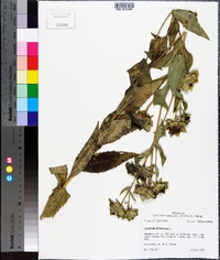 Silphium asteriscus image