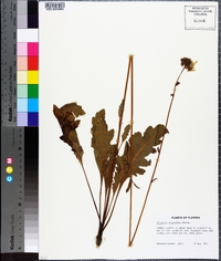 Silphium compositum image