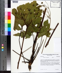 Silphium compositum image