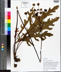 Silphium compositum image