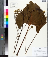 Silphium compositum image