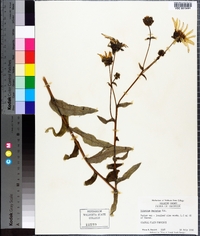 Silphium asteriscus image