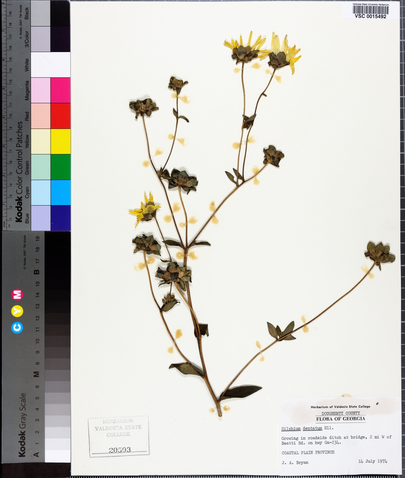 Silphium asteriscus image