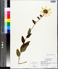 Silphium asteriscus image