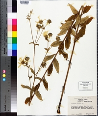 Silphium asteriscus image