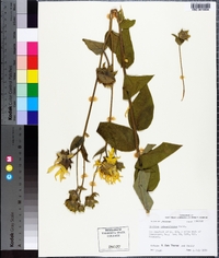 Silphium integrifolium image