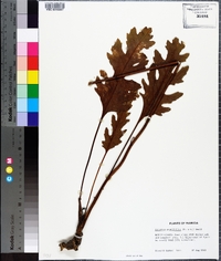 Silphium compositum image