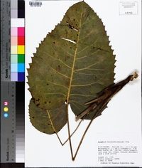 Silphium terebinthinaceum image