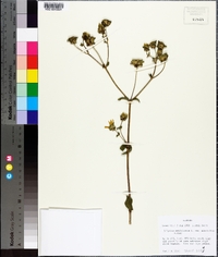 Silphium asteriscus var. trifoliatum image