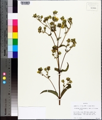 Silphium asteriscus var. trifoliatum image