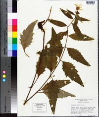 Silphium asteriscus var. trifoliatum image