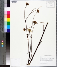 Silphium compositum image