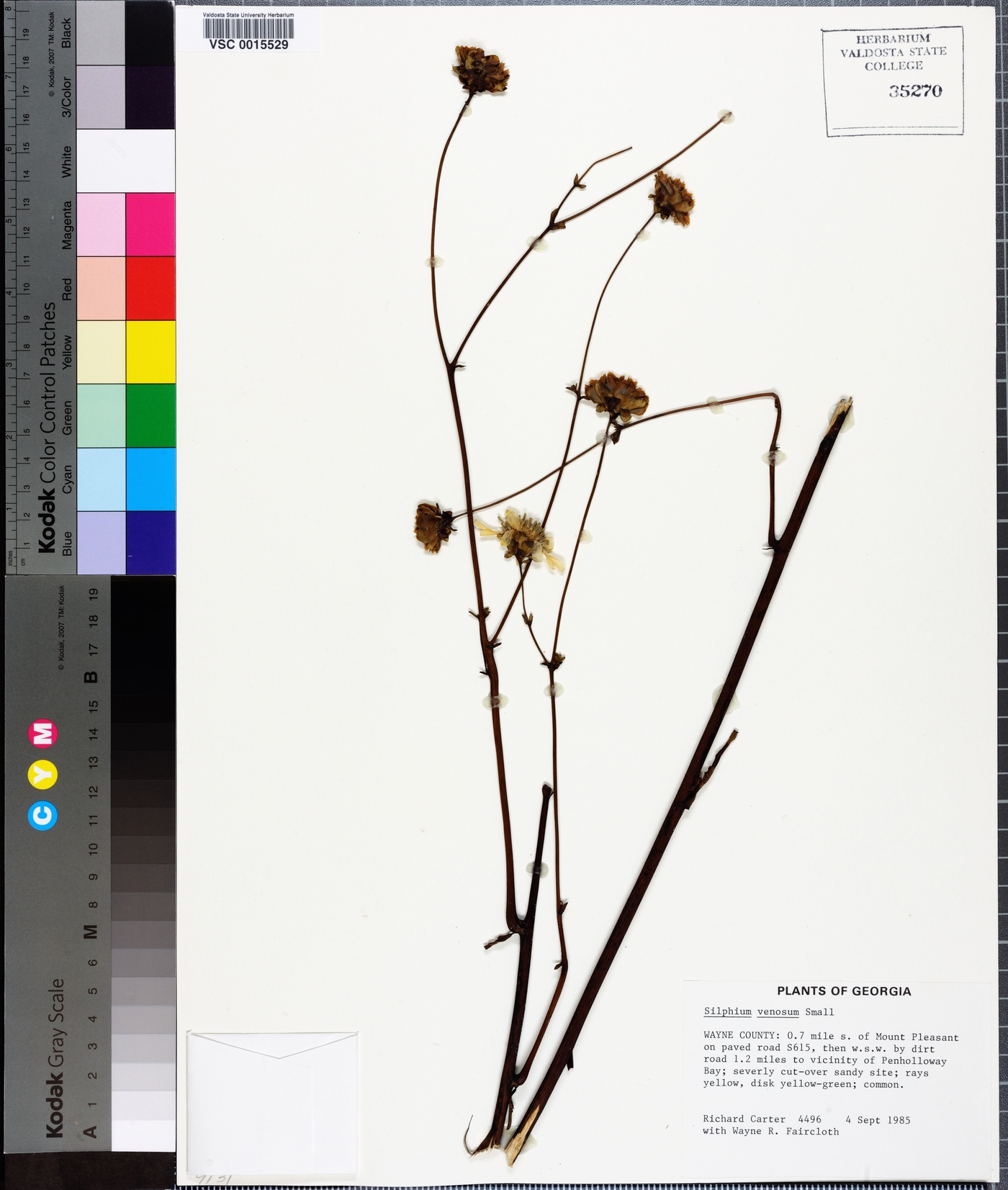 Silphium compositum image