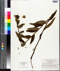 Silphium radula image