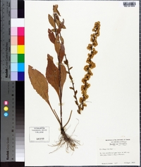 Solidago bicolor image