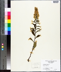 Solidago bicolor image