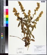 Solidago bicolor image