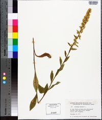 Solidago bicolor image