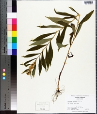 Solidago curtisii image