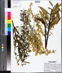 Solidago erecta image