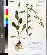 Solidago erecta image